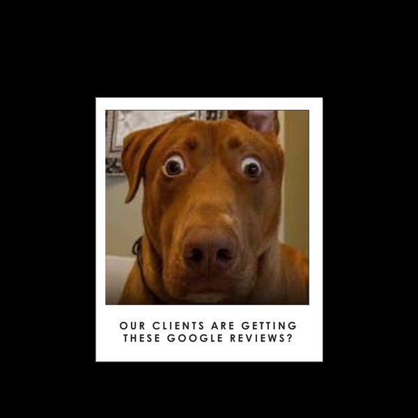 Polaroid-style frame of a wide-eyed brown dog reacting, on a black background